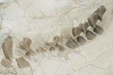 Fossil Oreodont (Merycoidodon) Skull - Wyoming #197412-2
